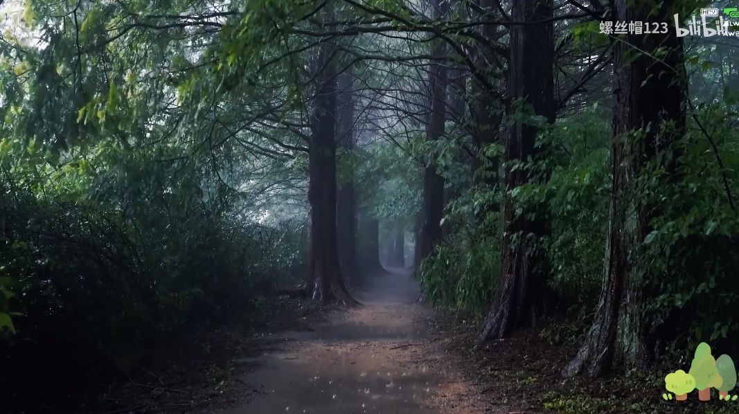 深林雨声：治愈失眠的自然交响曲